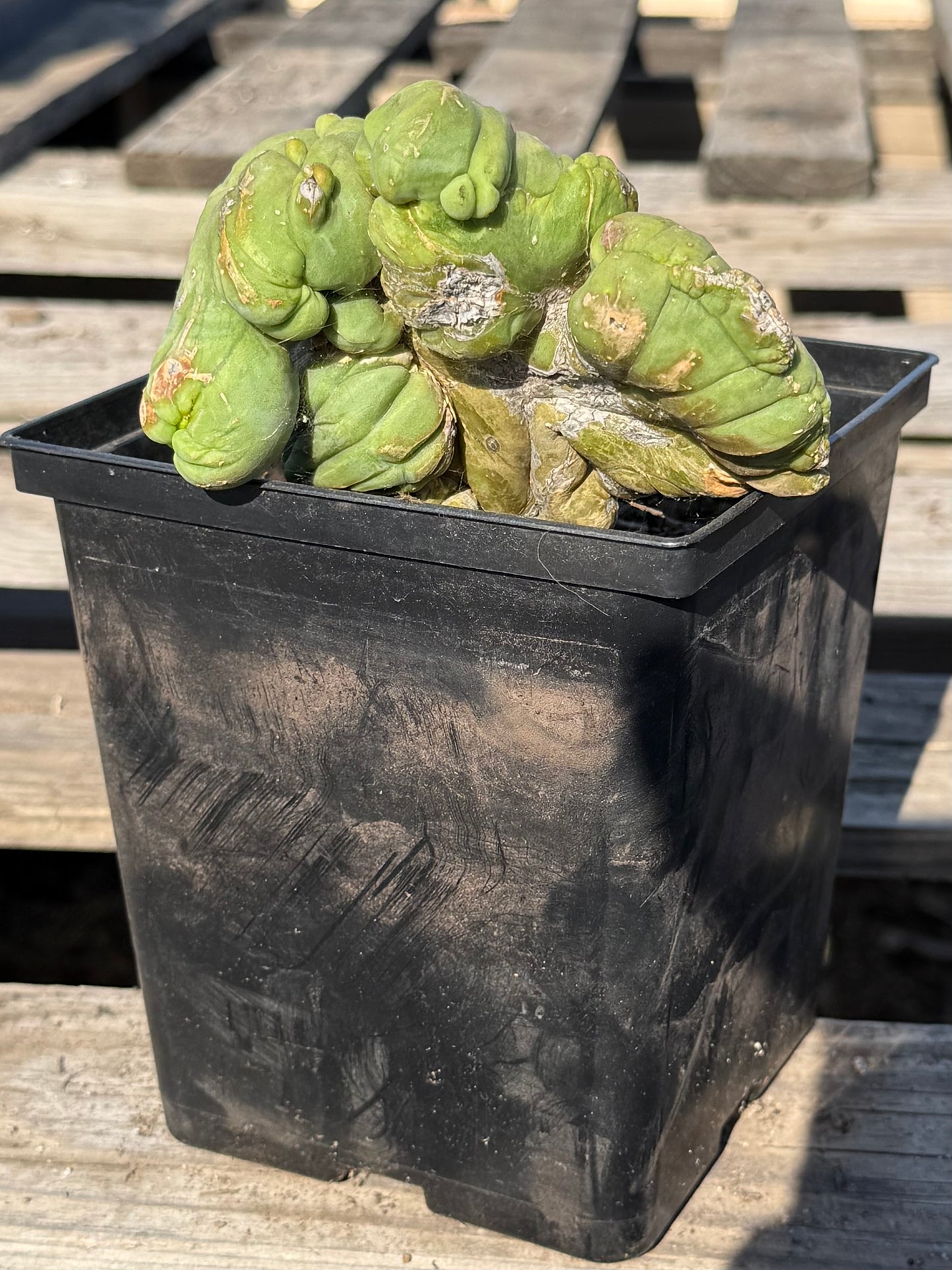 Crested Monstrose Cactus S42