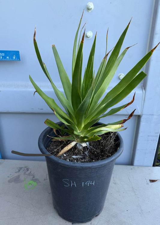 5 Gallon Dragon Tree SH194 | Dracaena draco