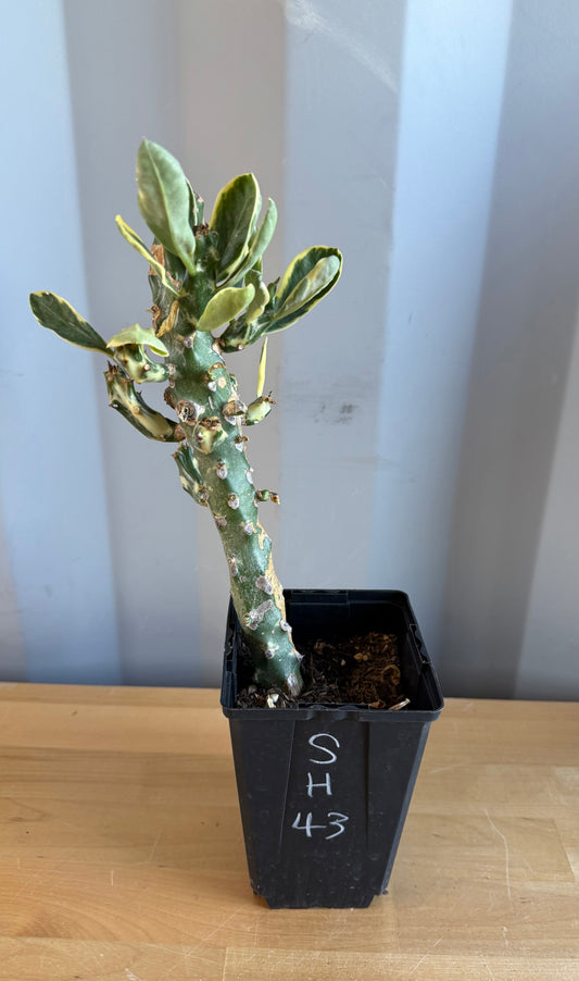 Euphorbia neriifolia variegata SH43 | Euphorbia Neriifolia Variegated