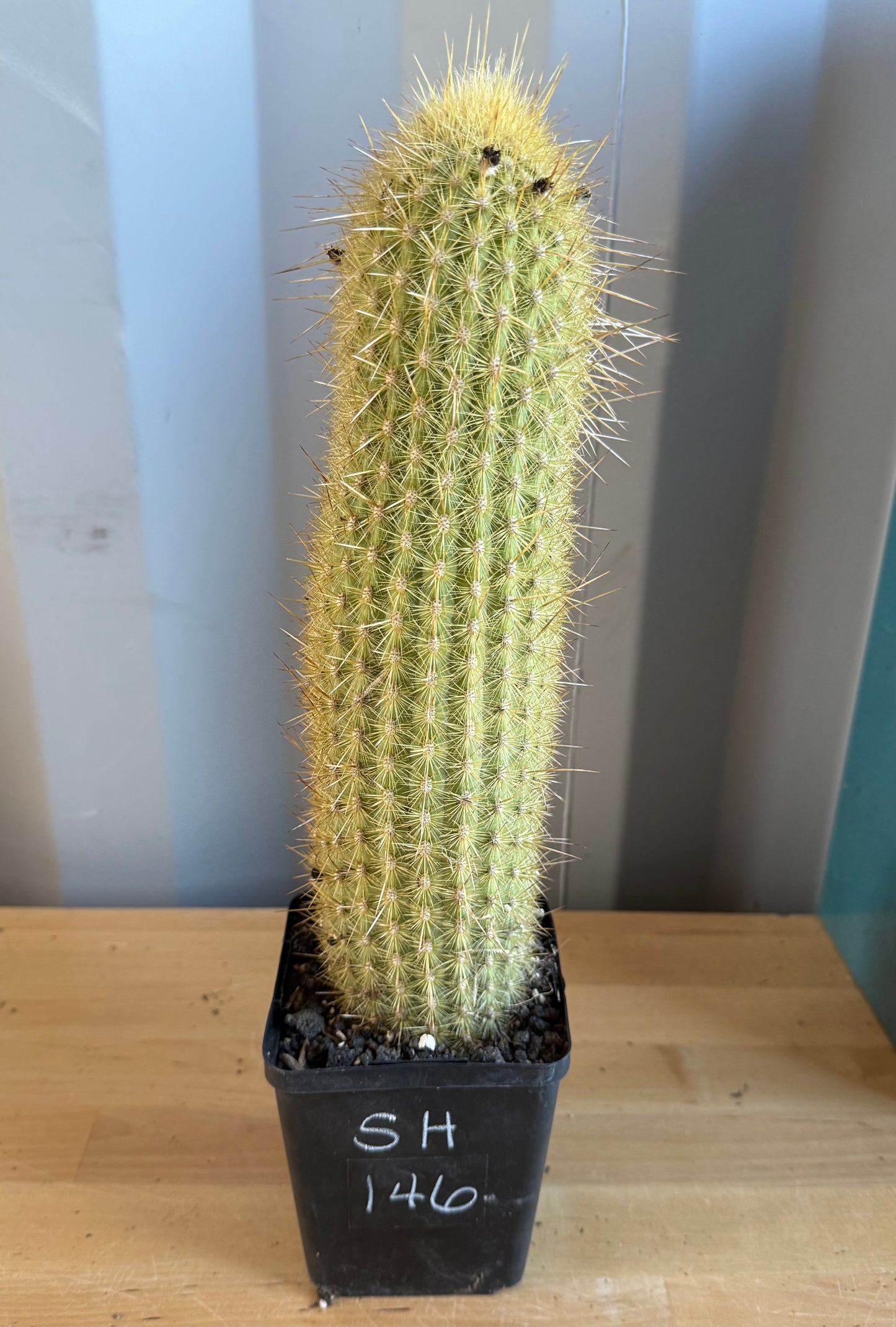Weberbauerocereus winterianus SH146