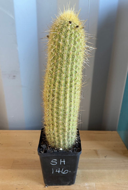 Weberbauerocereus winterianus SH146