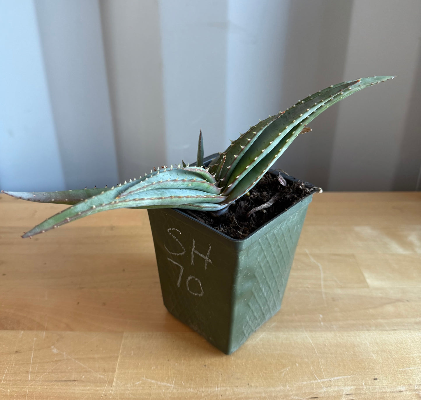 4-inch Mustache Aloe SH70 | Aloe suprafoliata