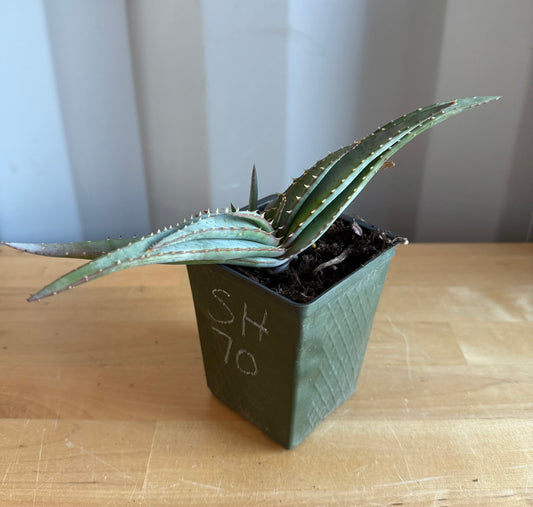 4-inch Mustache Aloe SH70 | Aloe suprafoliata