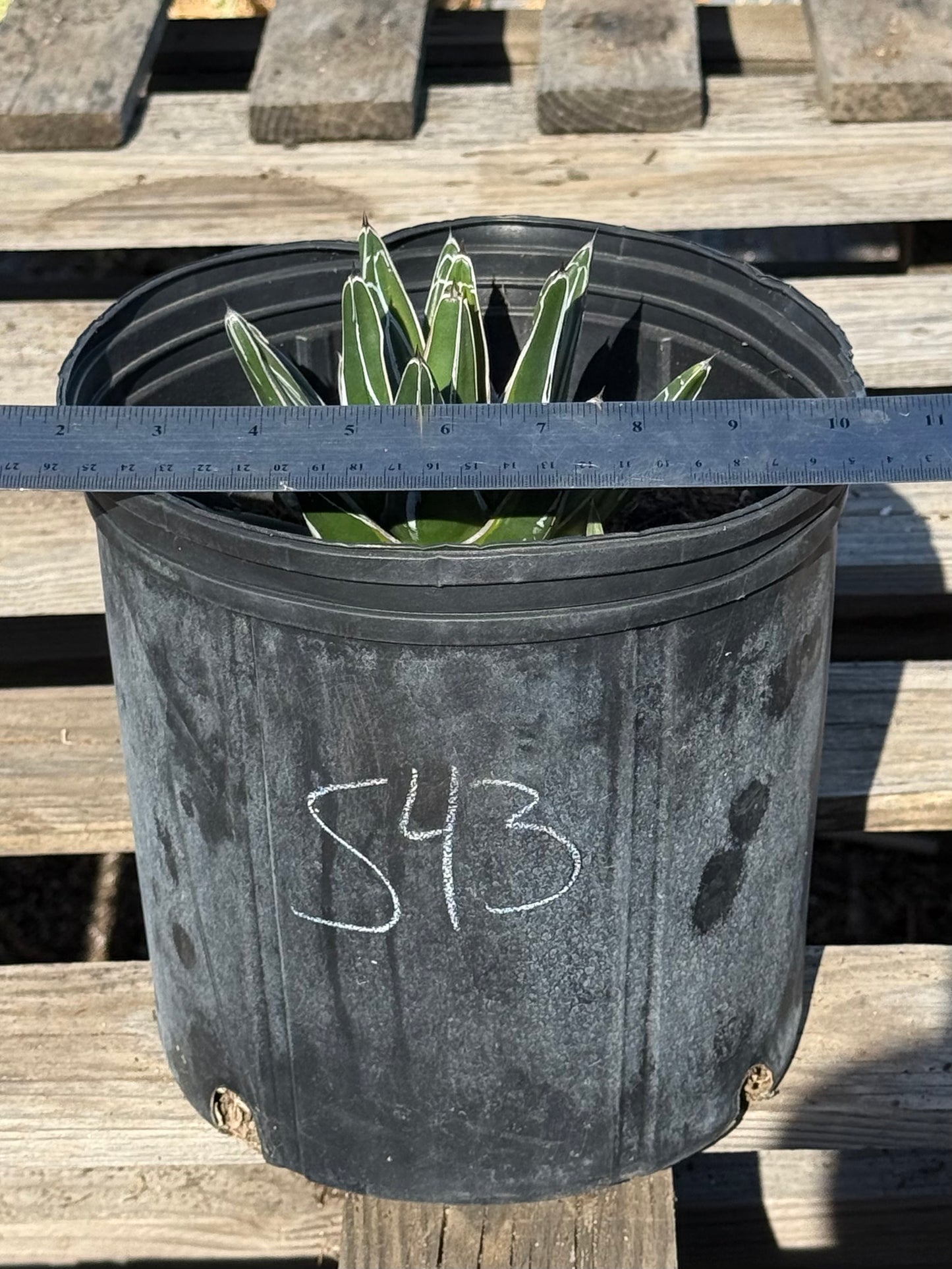 Agave victoriae-reginae S43 | Queen Victoria Agave