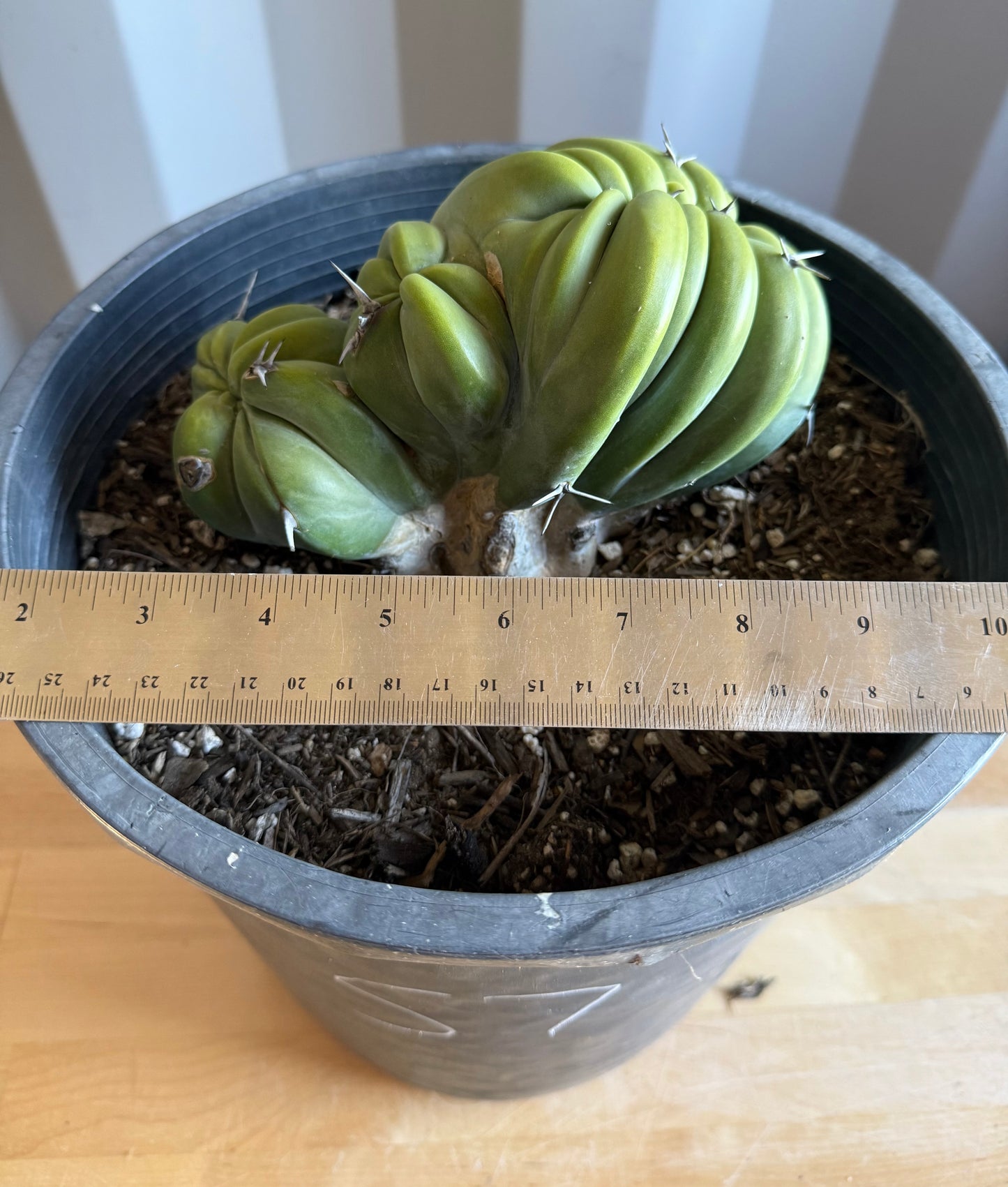 Myrtillocactus geometrizans ‘cristata’ Large Form S7