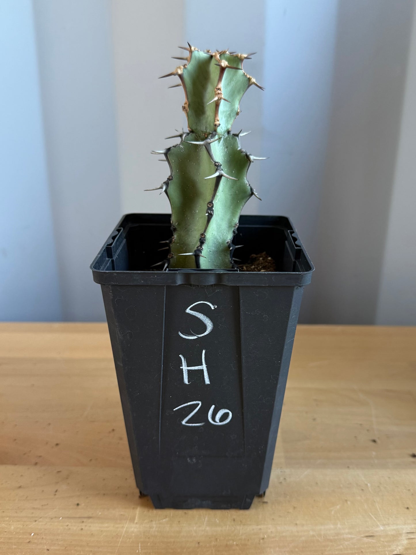 Euphorbia coerulescens SH26