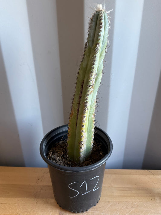 Blue Torch Cactus S12 | Pilosocereus pachycladus
