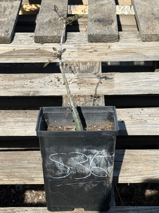 4in. Bursera fagaroides S36