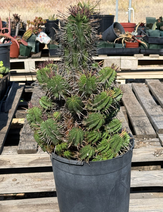 Euphorbia horrida var. noorsveldensis S28 | Large Cluster