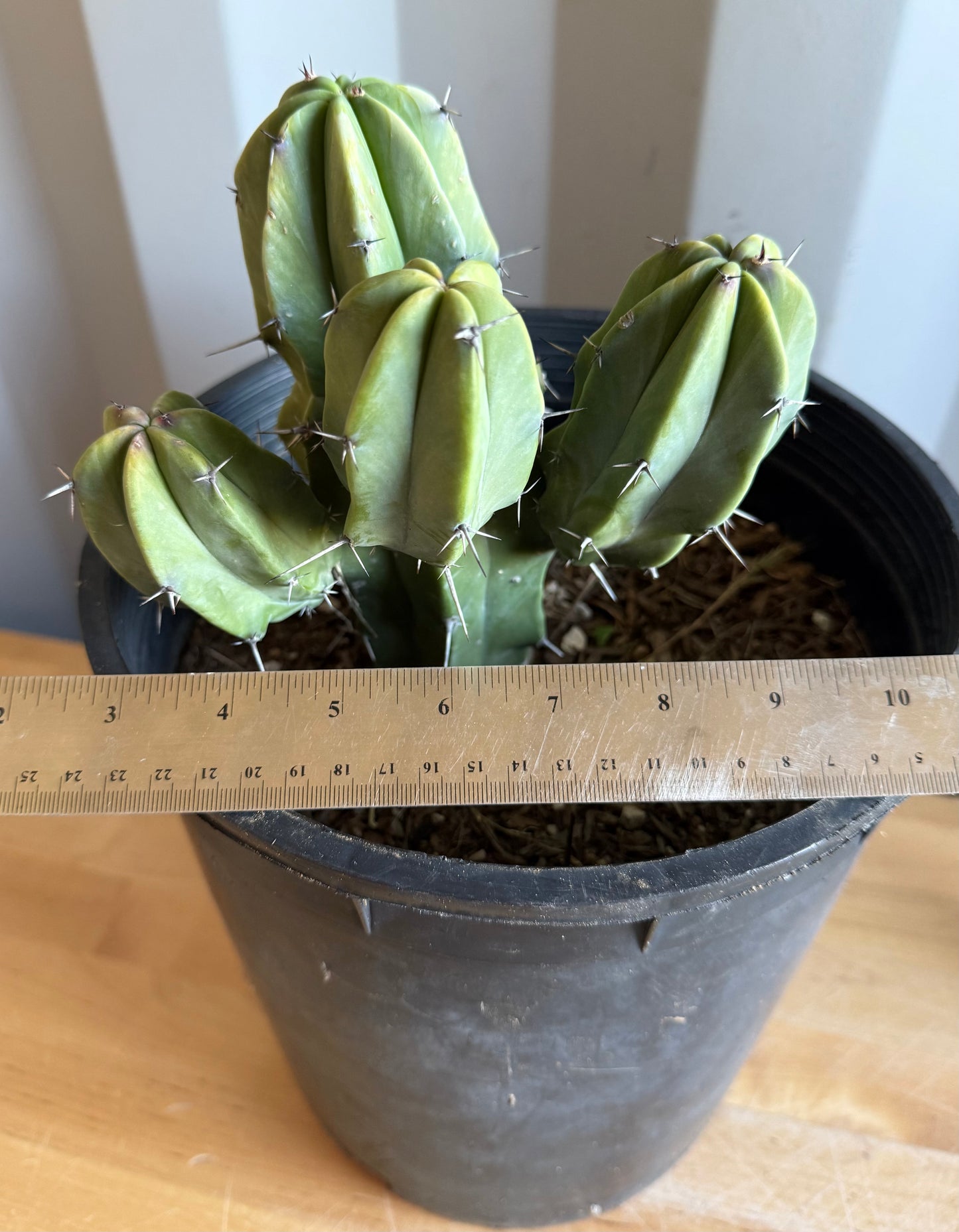 Myrtillocactus geometrizans S8