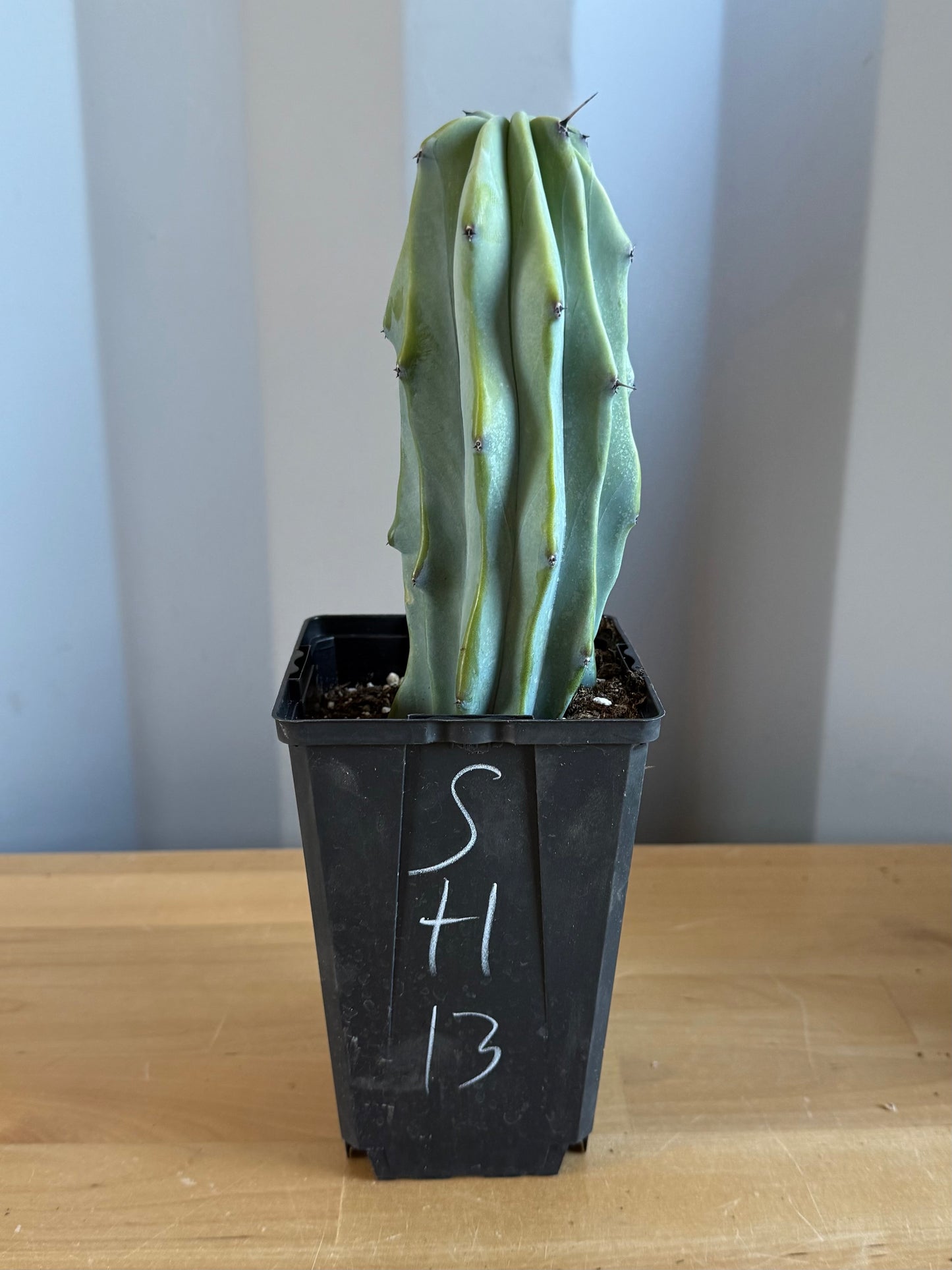 Myrtillocactus geometrizans SH13