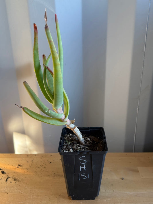 4-inch Aloe speciosa SH151 | Tilt-Head Aloe