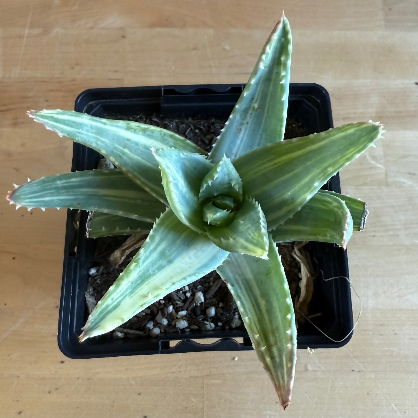 4-inch Variegated Aloe brevifolia SH60
