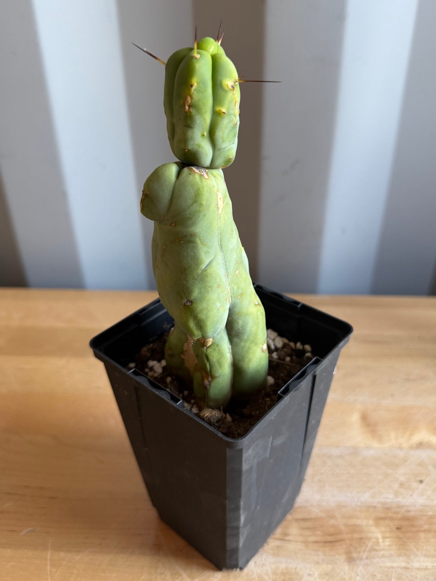 4-inch Monstrose Cactus S54