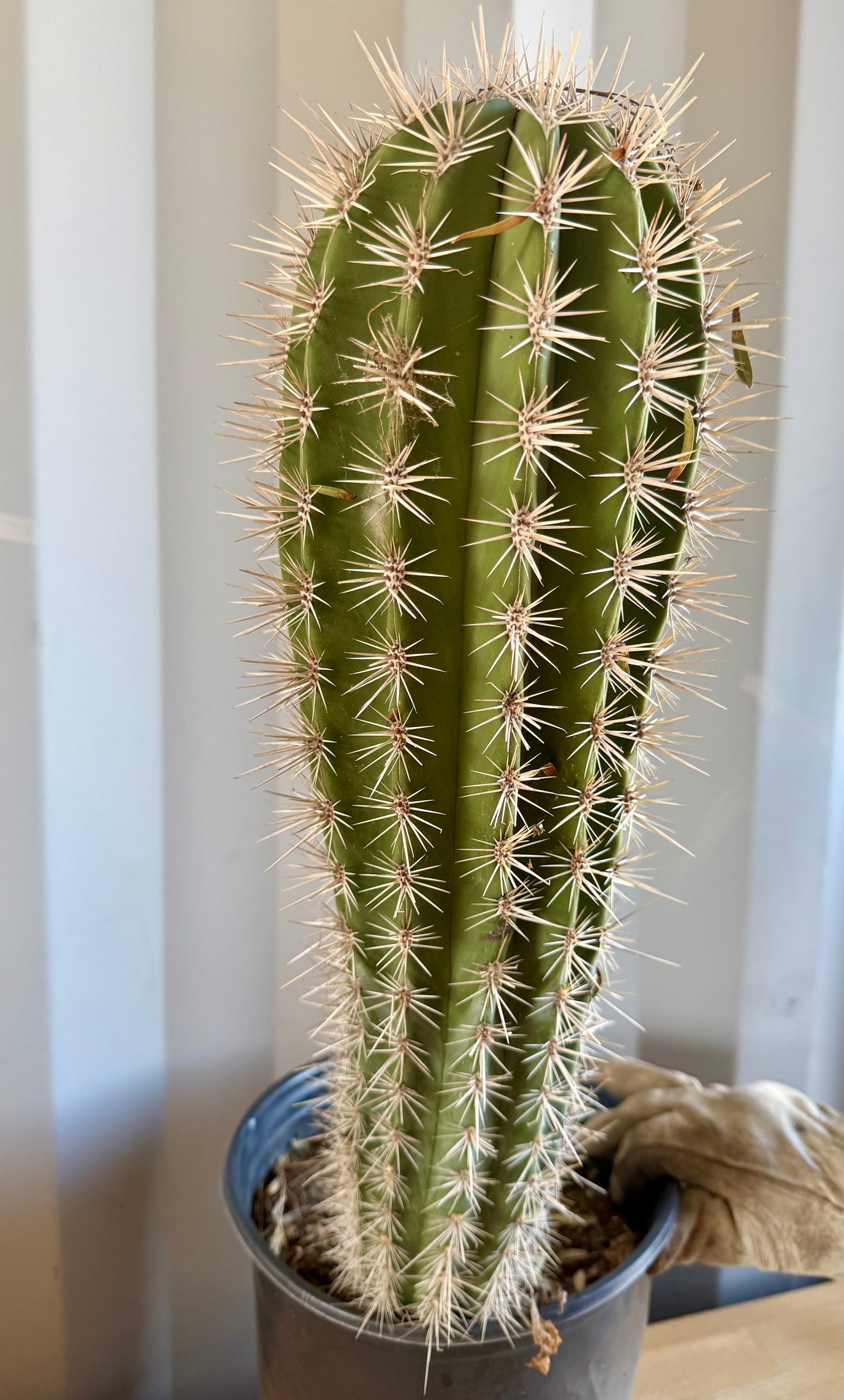 Pachycereus pringlei SH45 | Mexican Giant Cactus