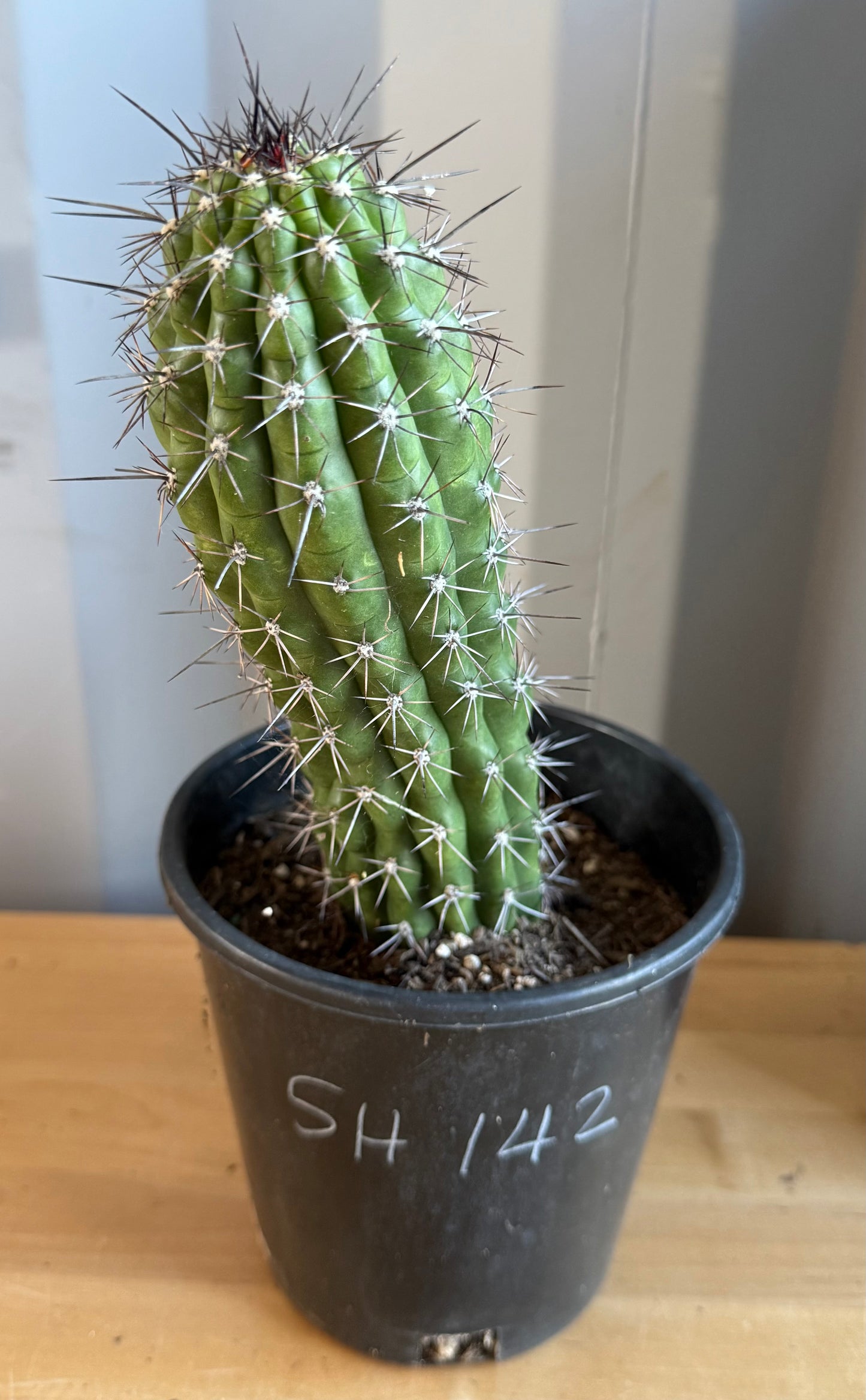 Trichocereus thelegonus SH142