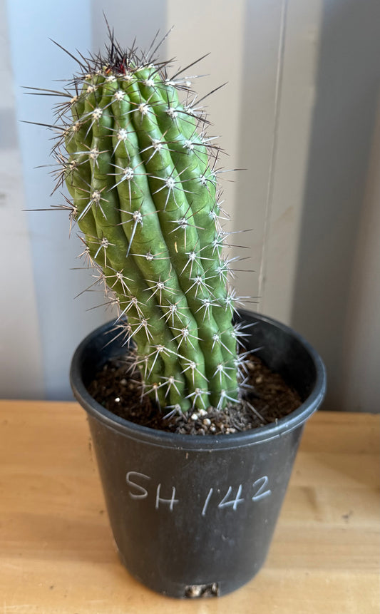 Trichocereus thelegonus SH142