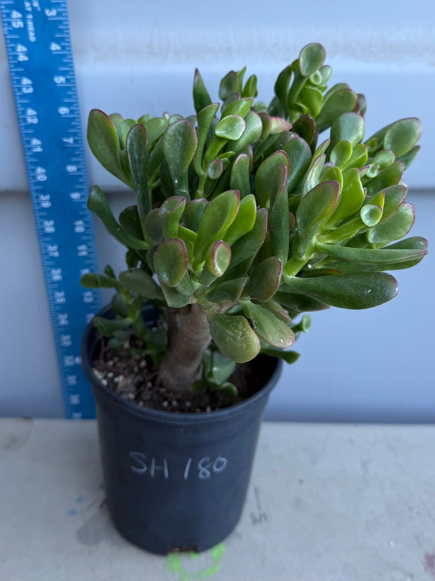 Shrek Ears Jade SH180 | Crassula Ovata