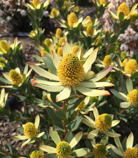 Leucadendron 'Hawaii Sunrise'   -  5 Gallon (GN)