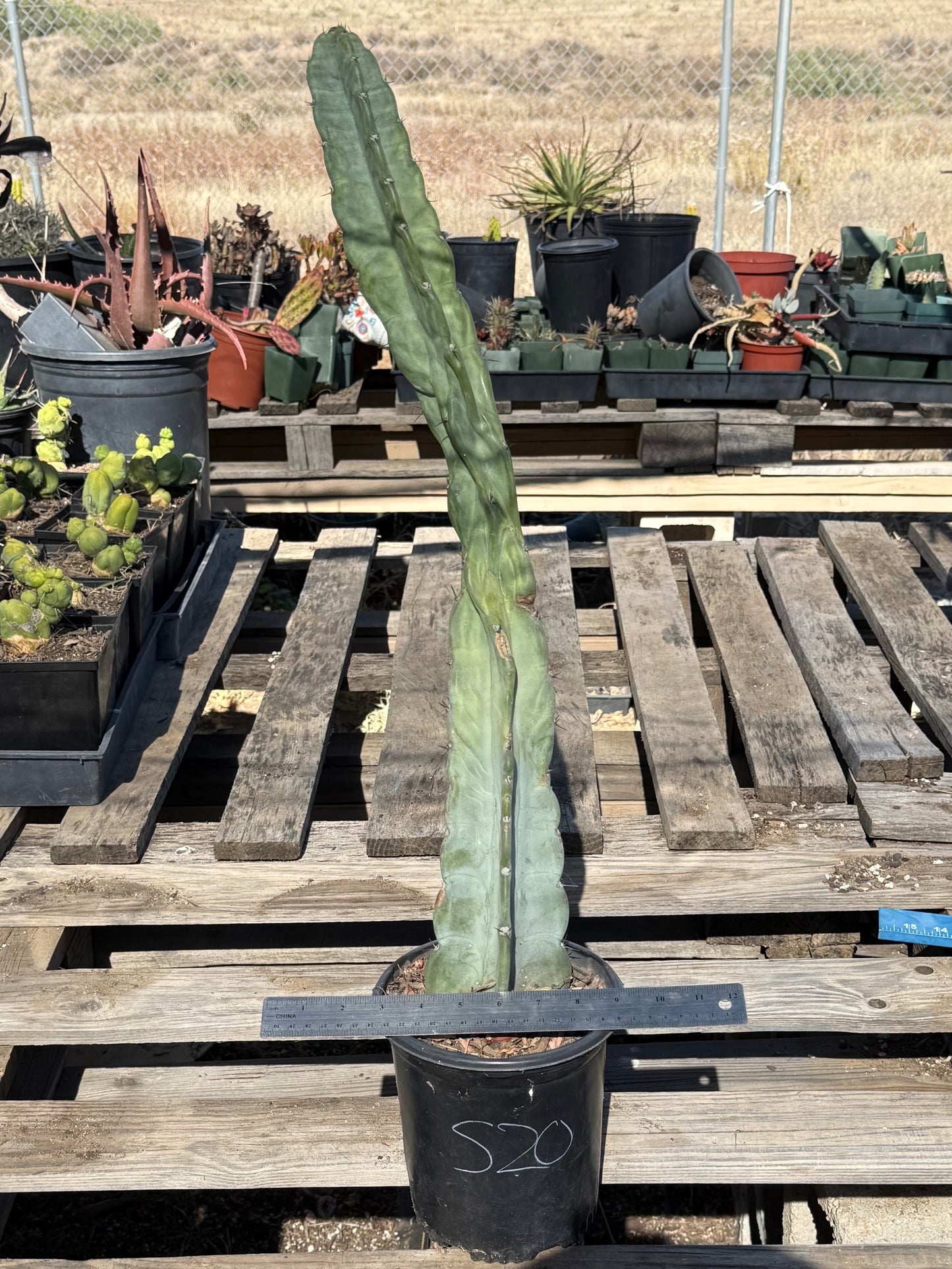 Cereus forbesii S20