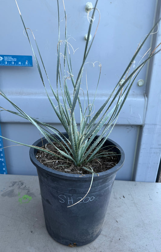 5gal Desert Spoon SH200 | Dasylirion wheeleri