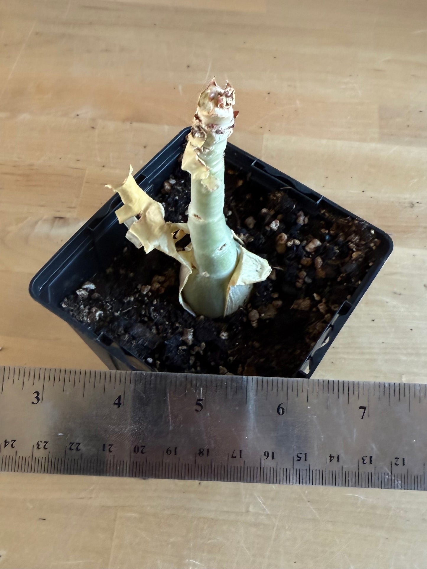 4-inch Cyphostemma cirrhosum SH96