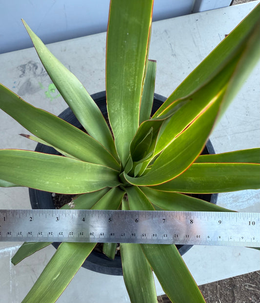 5 Gallon Dragon Tree SH195 | Dracaena draco