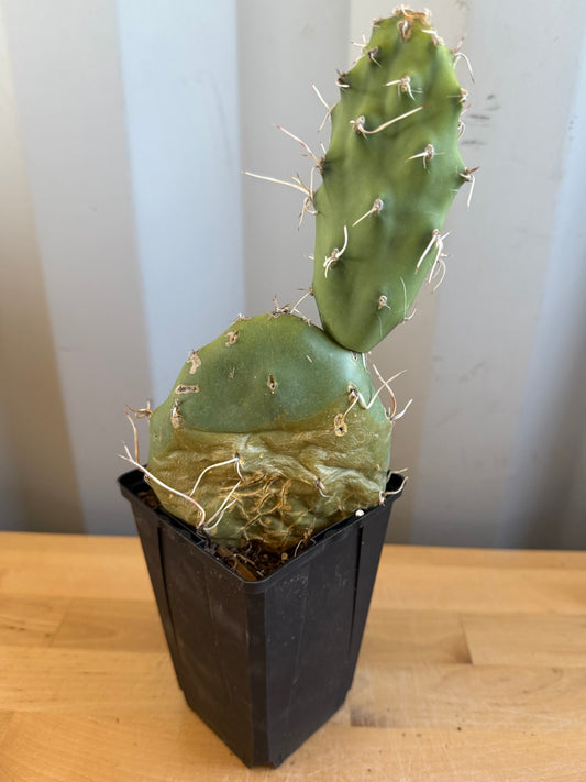 Opuntia sulphurea' SH24 | Sulphur Prickly Pear
