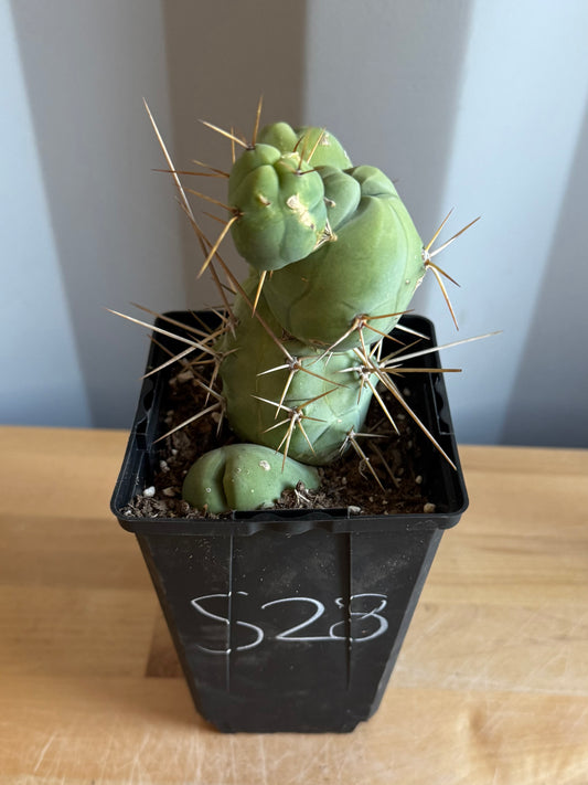 4-inch Monstrose Cactus S28