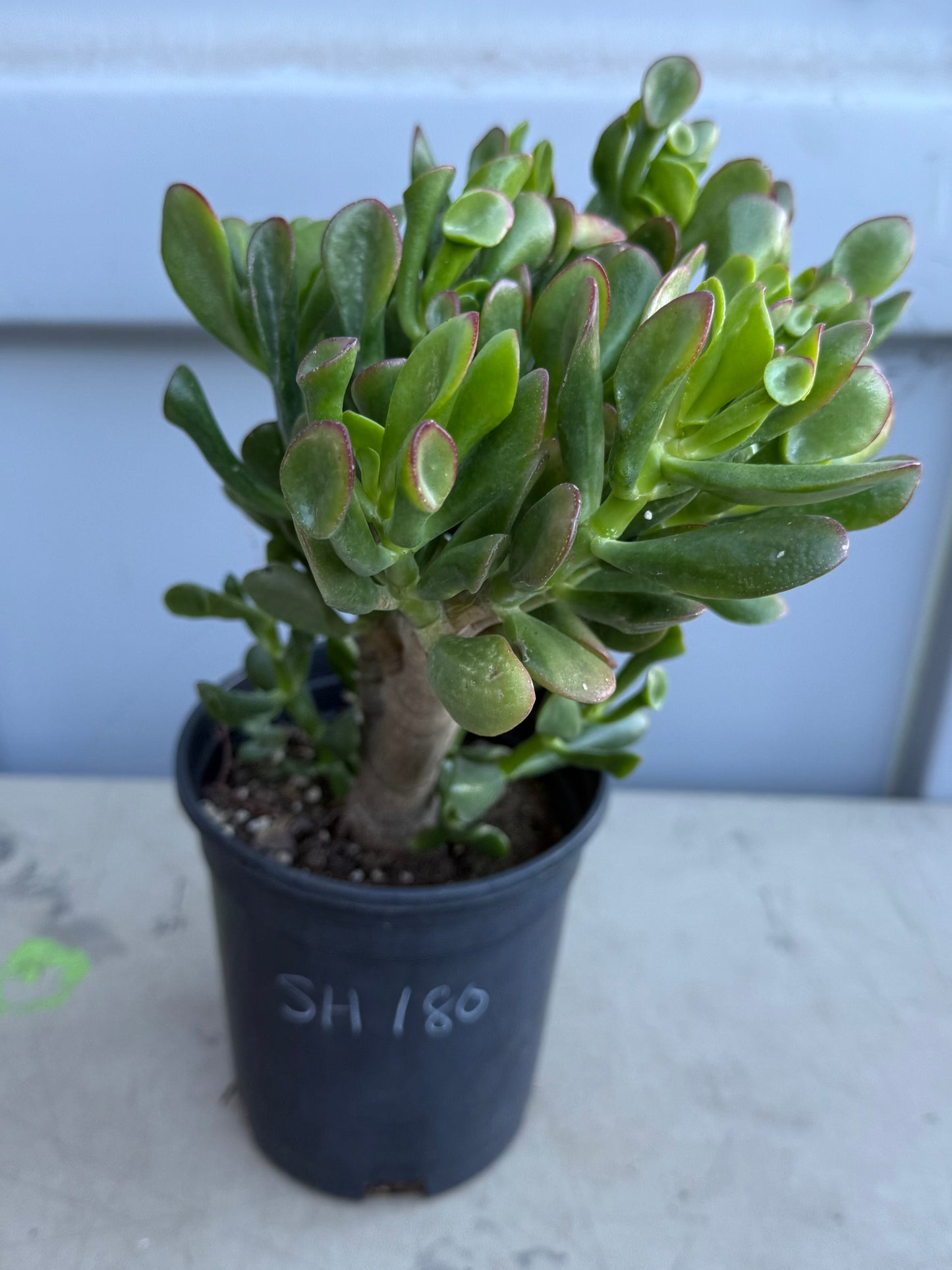 Shrek Ears Jade SH180 | Crassula Ovata