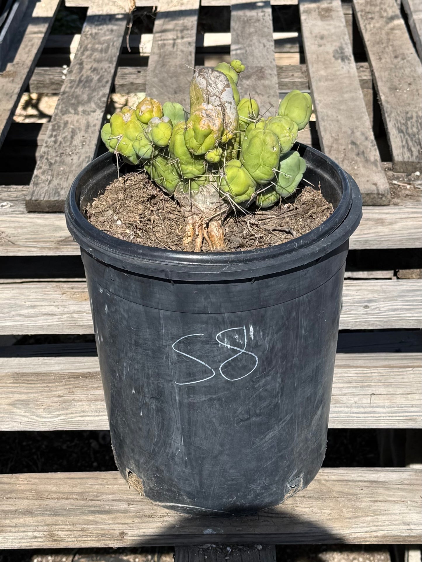 Monstrose Cactus S8