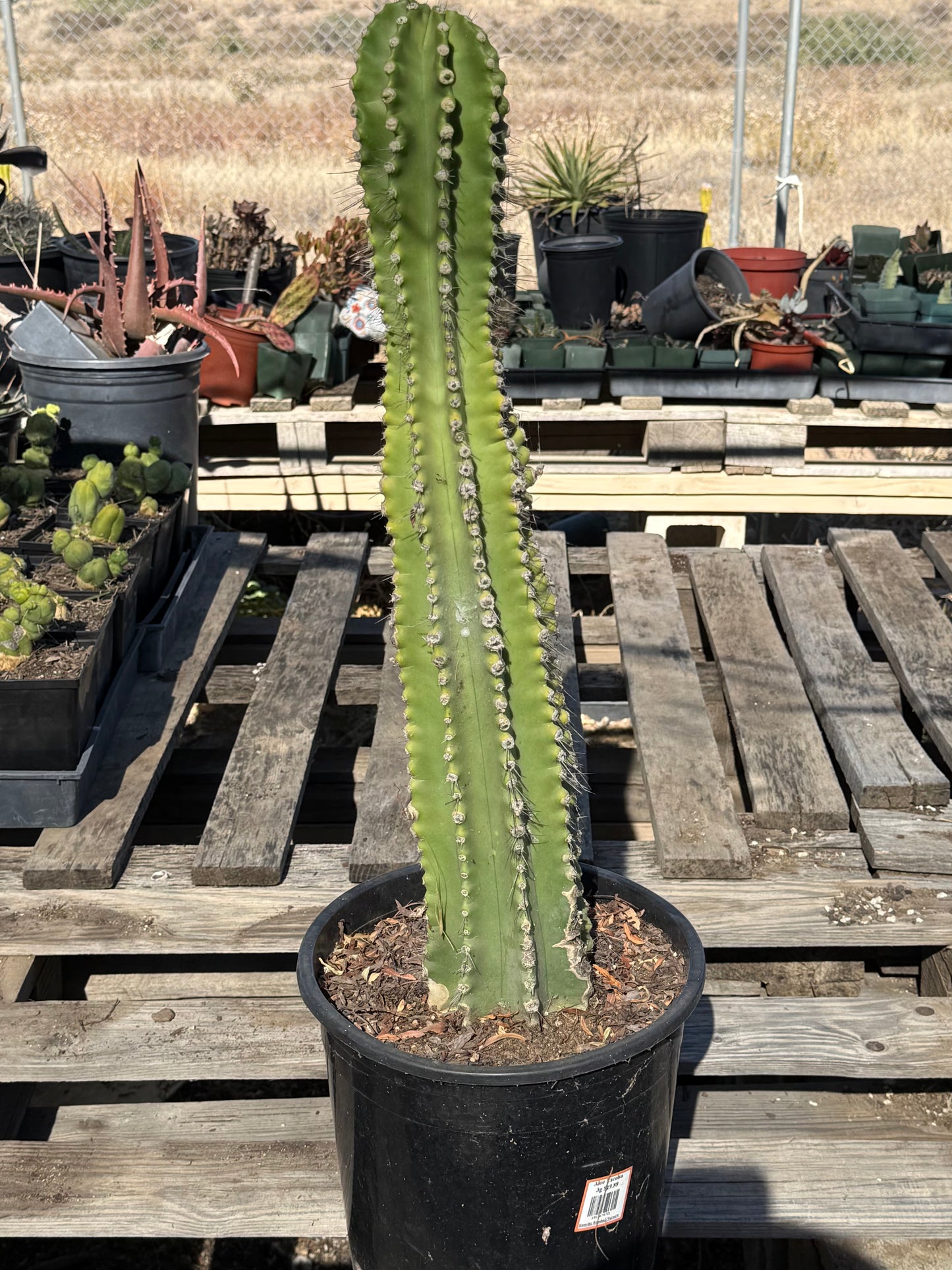 Neobuxbaumia euphorbioides S31 | Cephalocereus euphorbioides