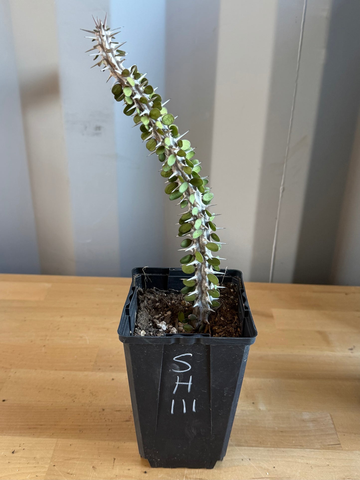 Madagascar Ocotillo SH111 | Alluaudia procera