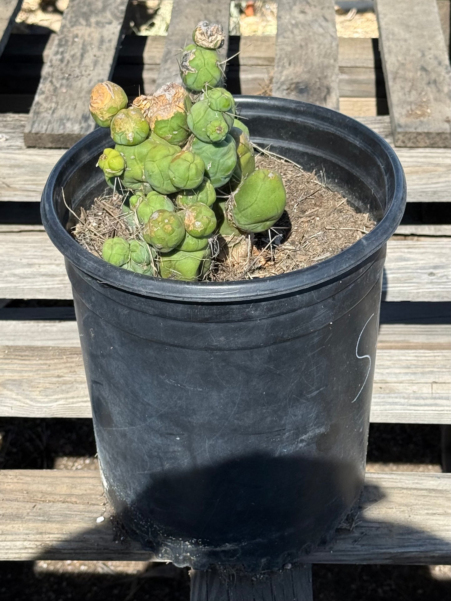 Monstrose Cactus S10