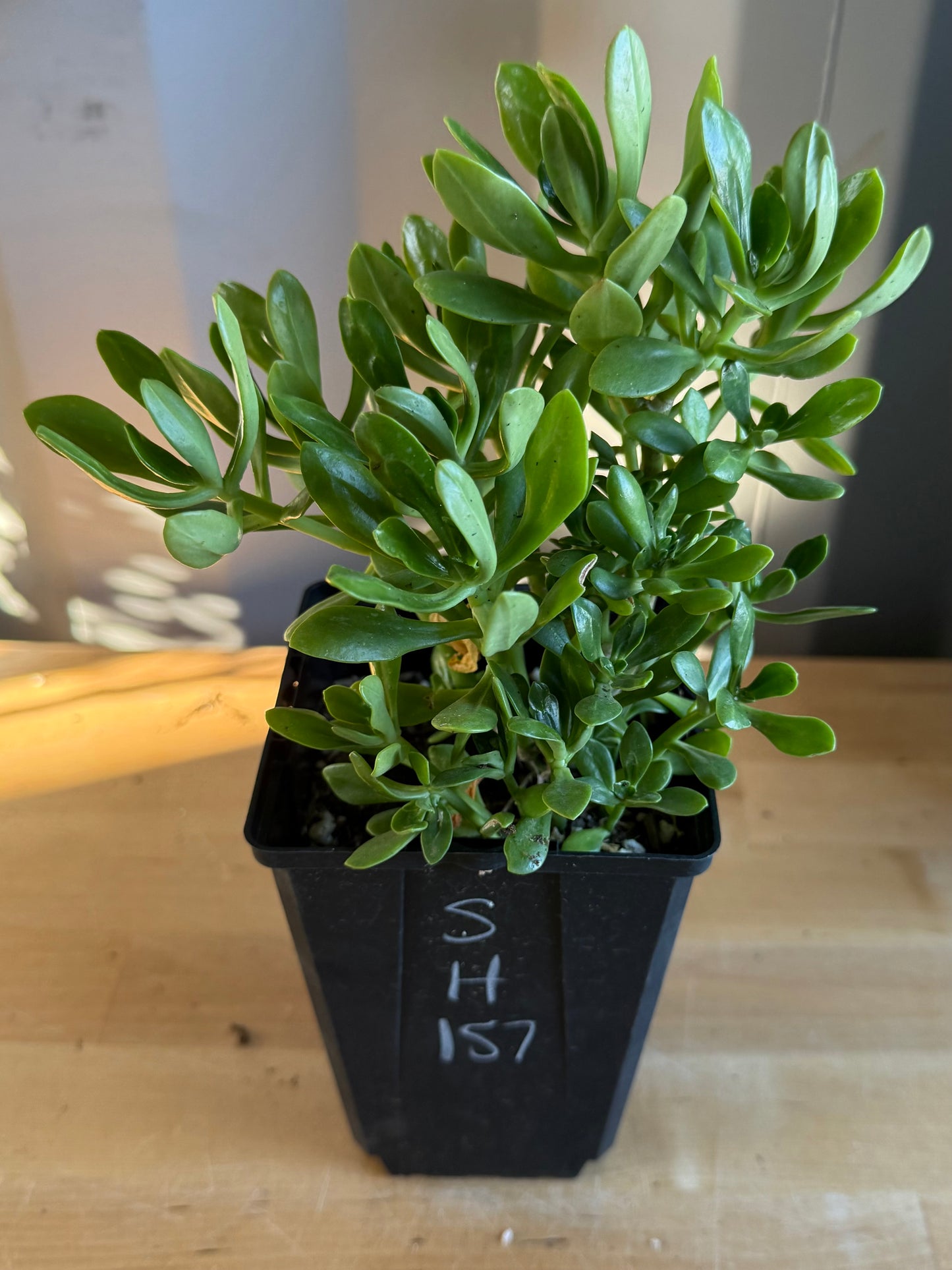 4-inch Jade Plant SH157 | Crassula ovata