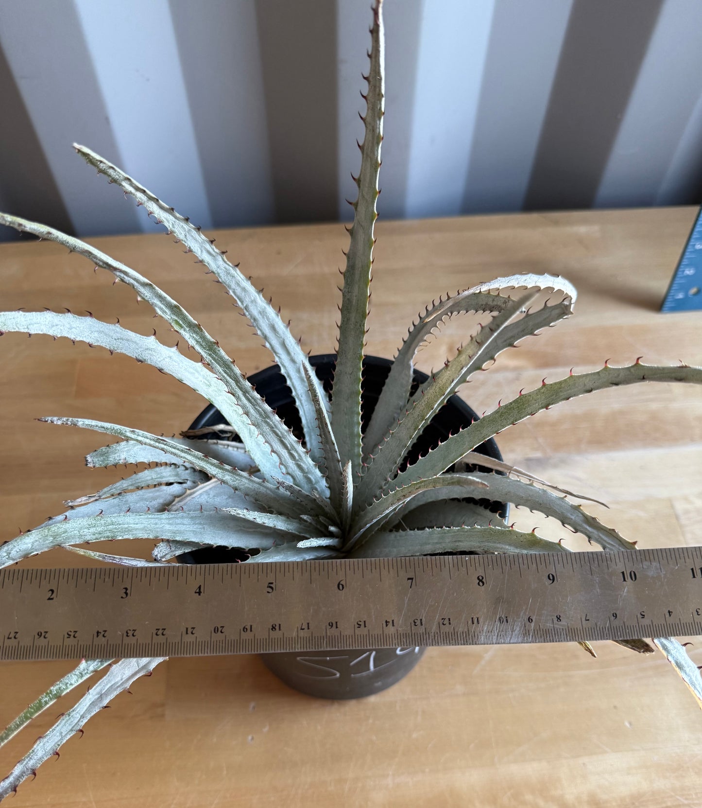 Silver Dyckia S14