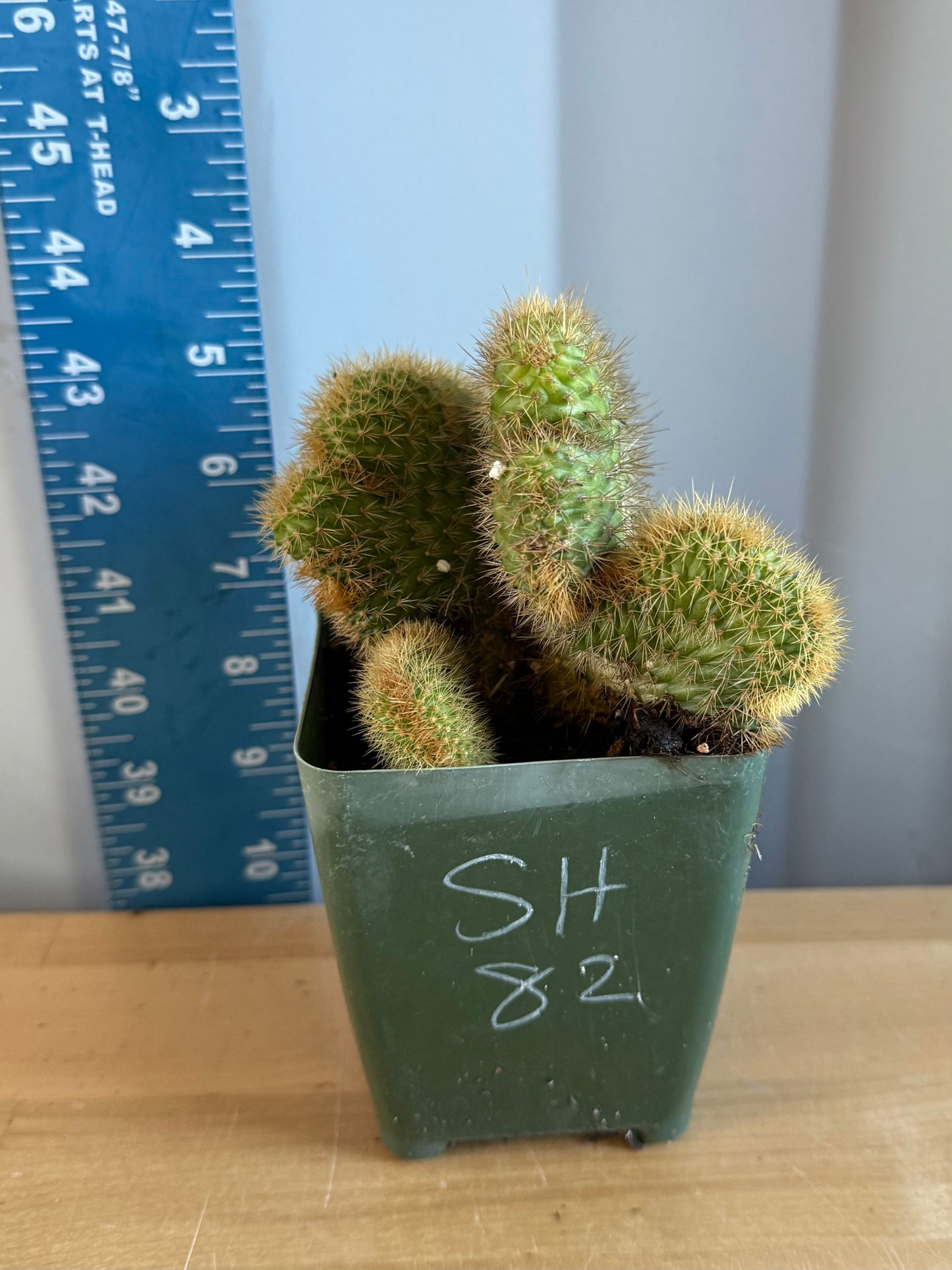 Crested Golden 'Rat Tail' Cactus | Cleistocactus winteri cristata SH82