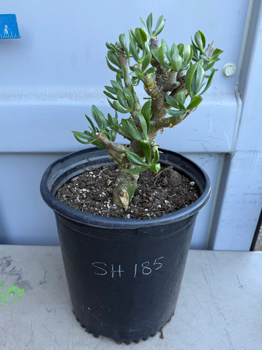 5gal Butter Tree SH185 | Tylecodon paniculatus