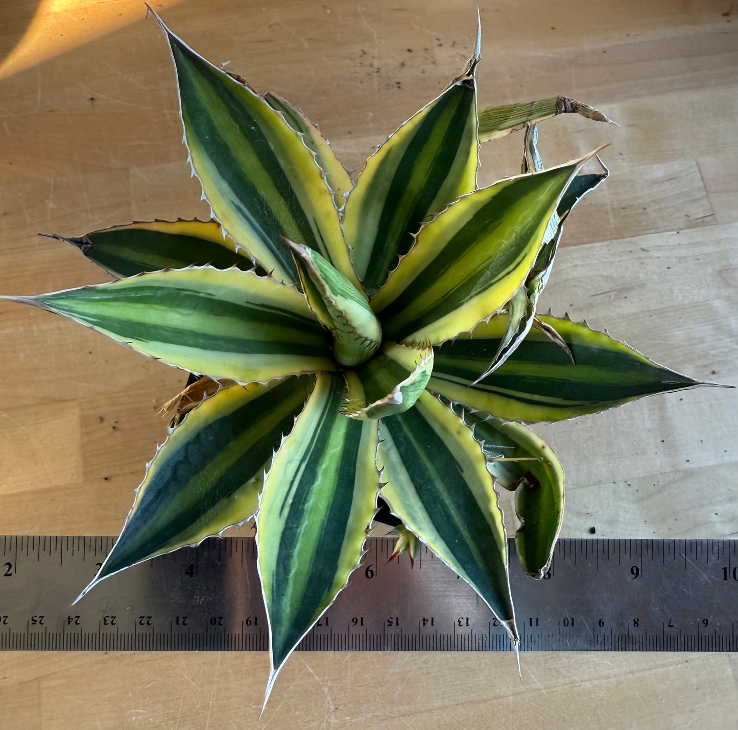 Agave ‘Quadricolor’ SH156 | Variegated Century Plant