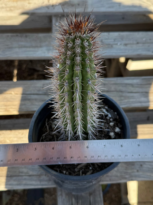 Cleistocactus fieldianus S38