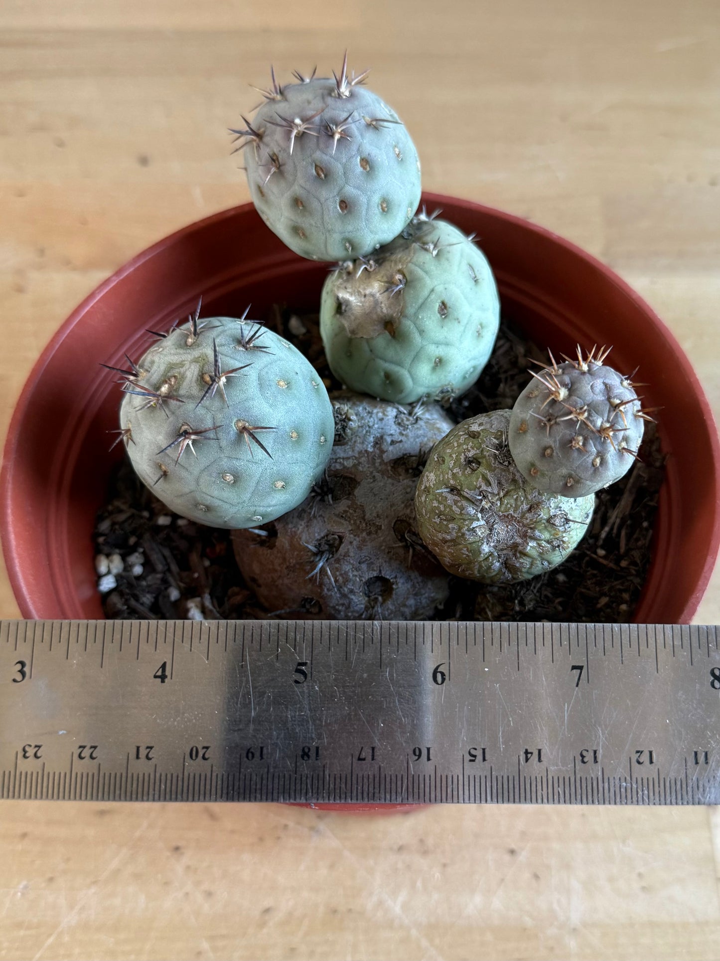 Tephrocactus Geometricus SH102