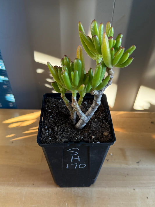 'ET Fingers' Jade SH170 | Crassula ovata 'Gollum'