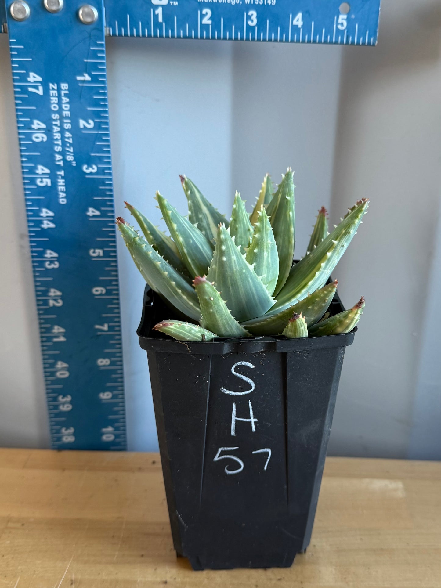 4-inch Variegated Aloe brevifolia SH57