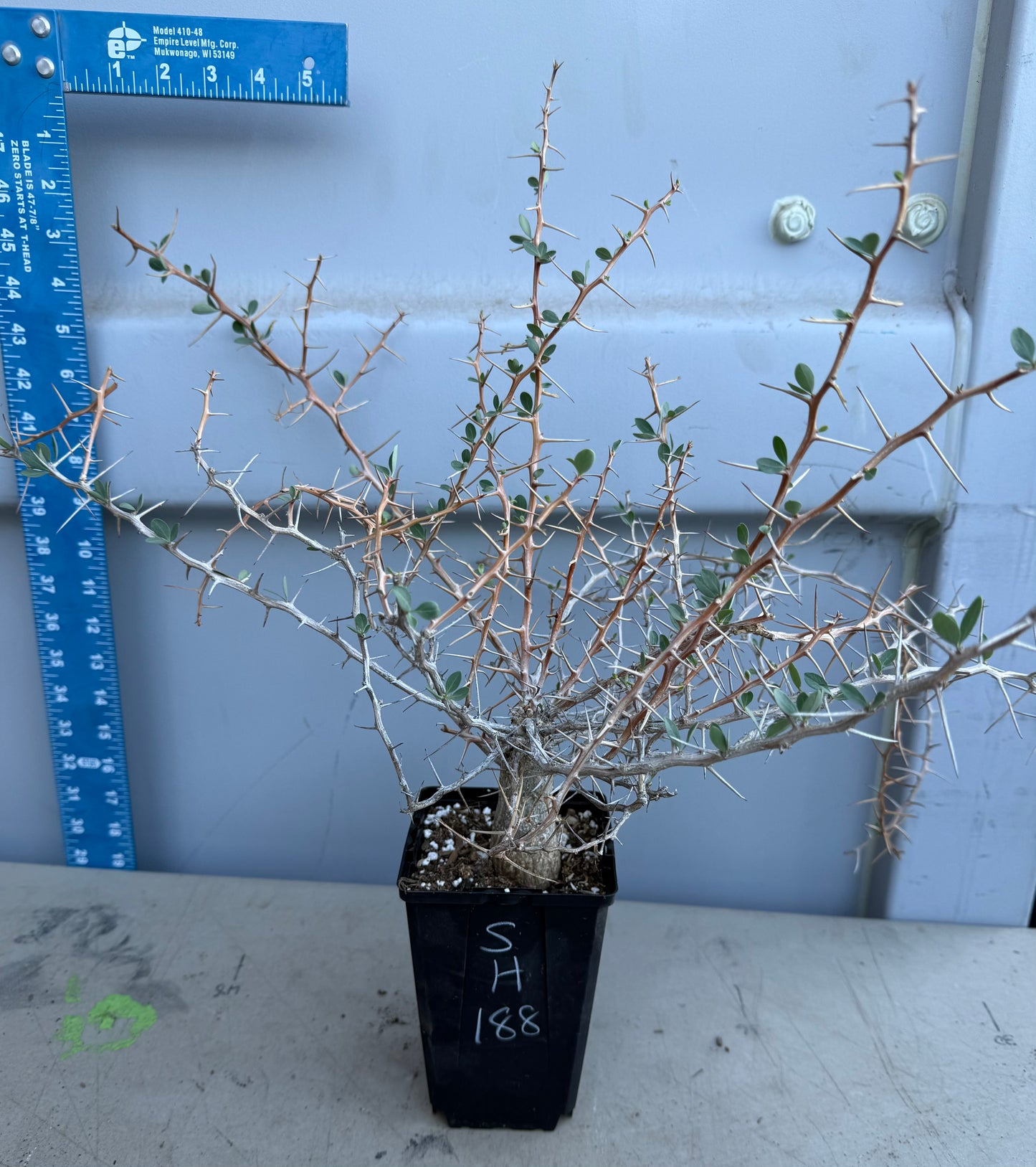 Boojum Tree SH188 | Fouquieria columnaris