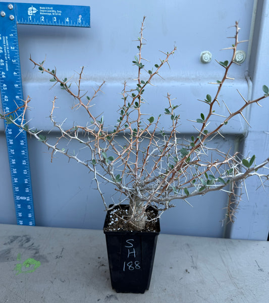 Boojum Tree SH188 | Fouquieria columnaris