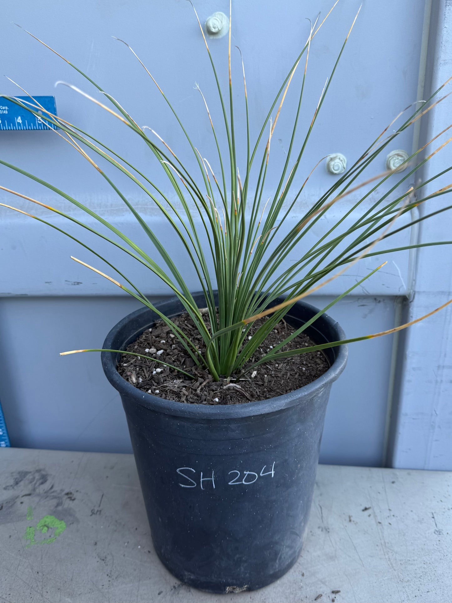 5gal Mexican Grass SH204 | Dasylirion longissimum