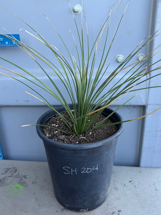 5gal Mexican Grass SH204 | Dasylirion longissimum