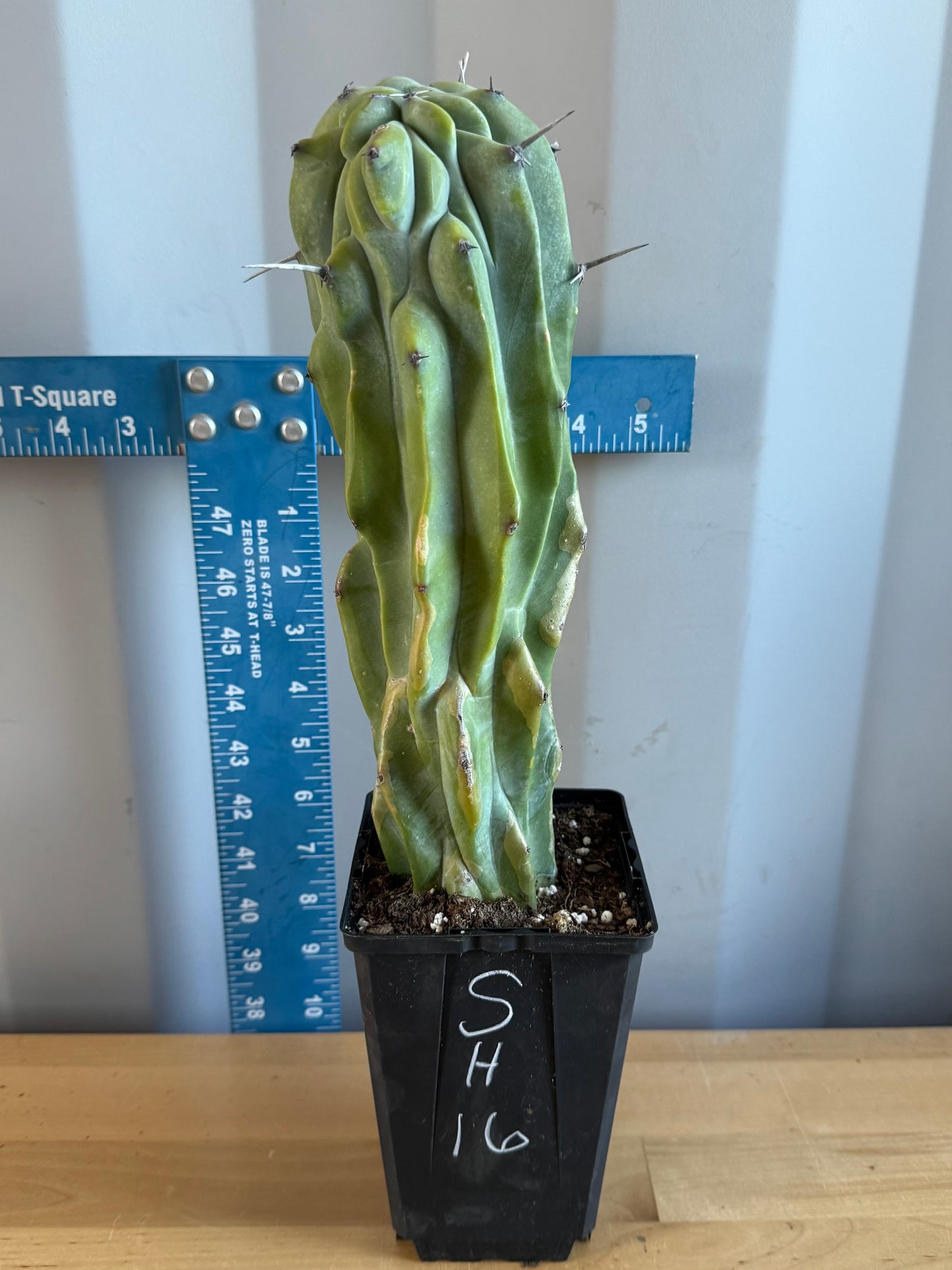 Myrtillocactus geometrizans SH16