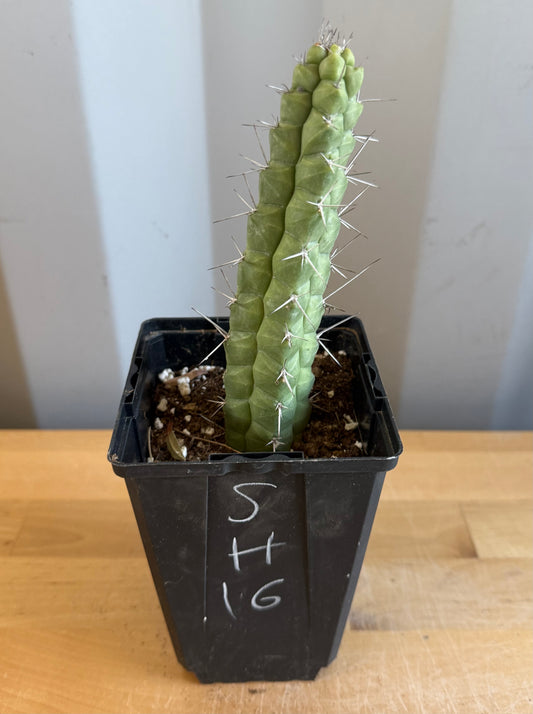 4-inch Rauhocereus riosaniensis SH16 | Rauhocereus riosaniensis ssp. jaenensis