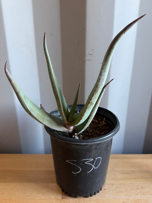 1gal Rare Aloe comosa S30 | Clanwilliam Aloe